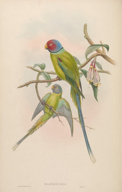 Palaeornis rosa = Psittacula roseata by John Gould